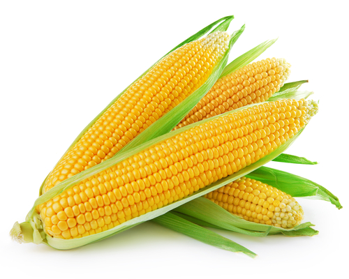 corn food sensitivity test
