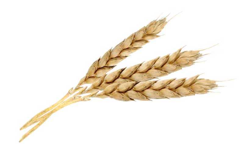wheat food sensitivity test